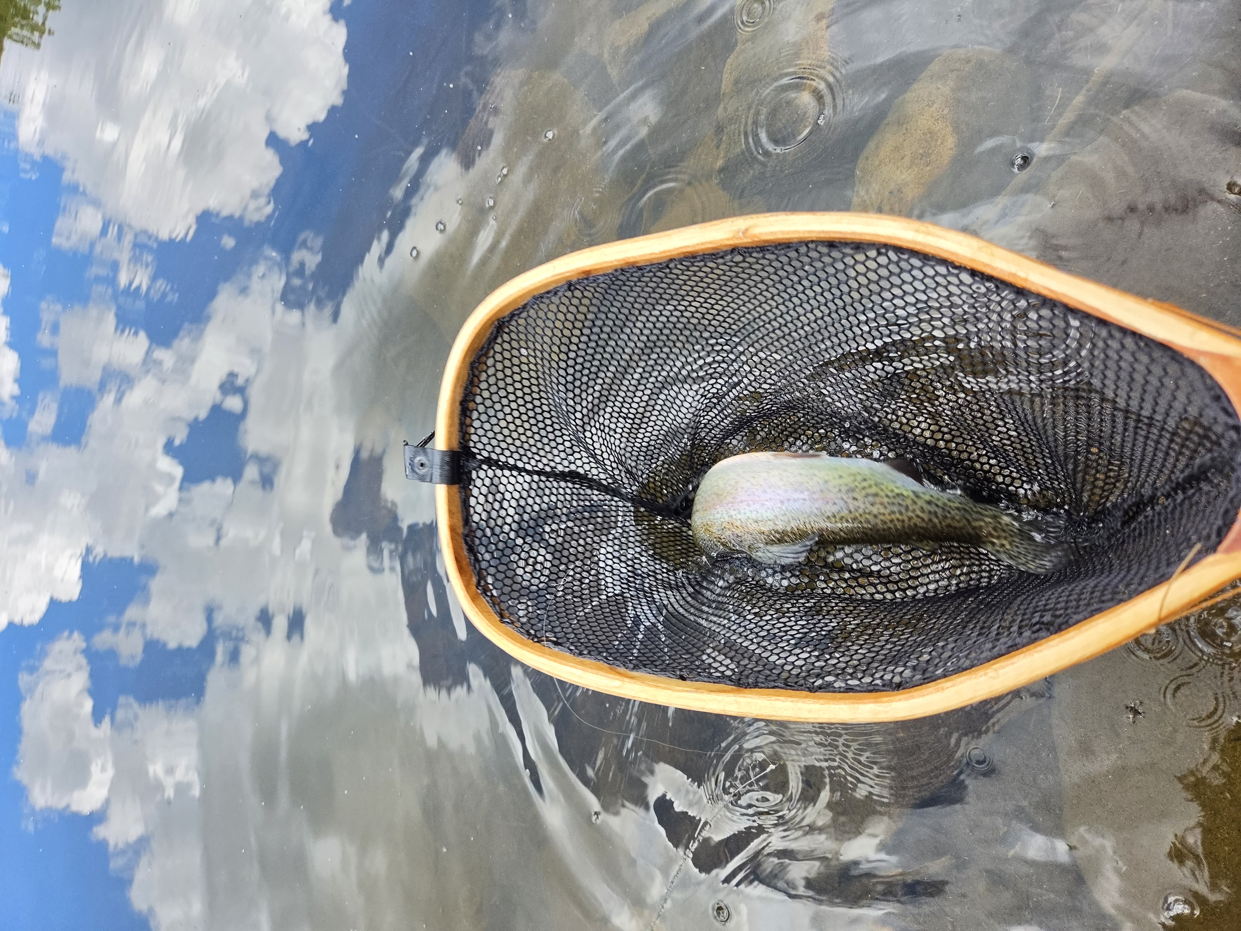 A trout in the landing net just under the surface