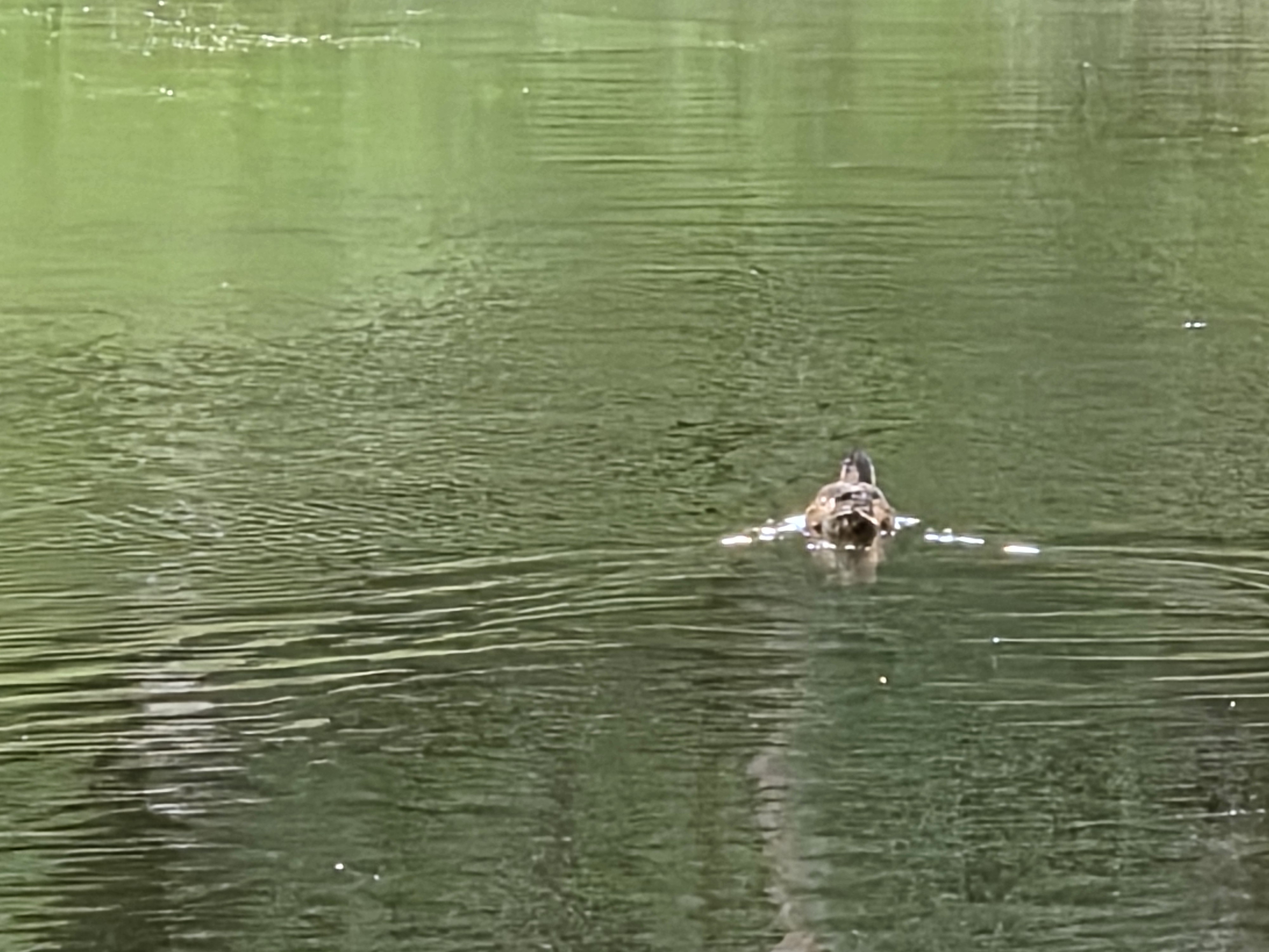 Something swimming across the flat green water of the lake