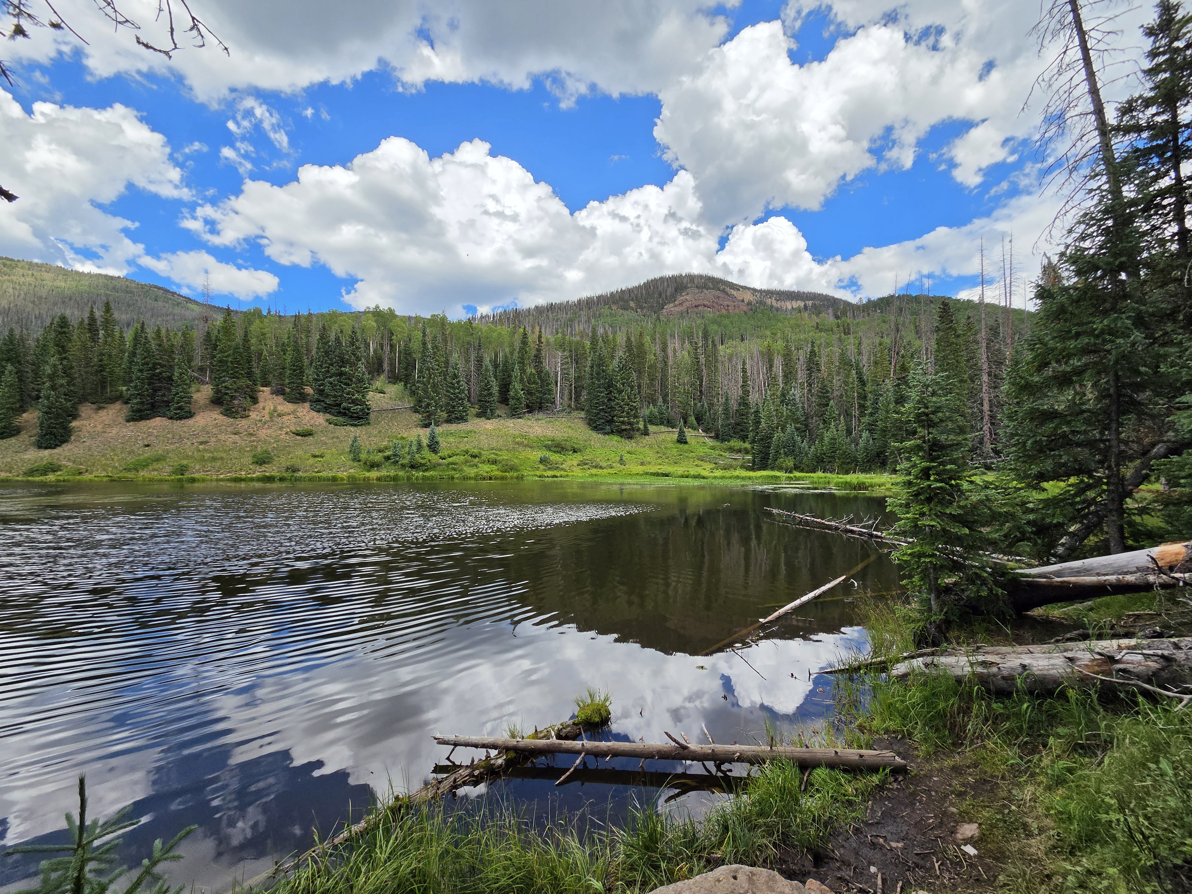 The lake shoreline with downed logs and cloud reflections