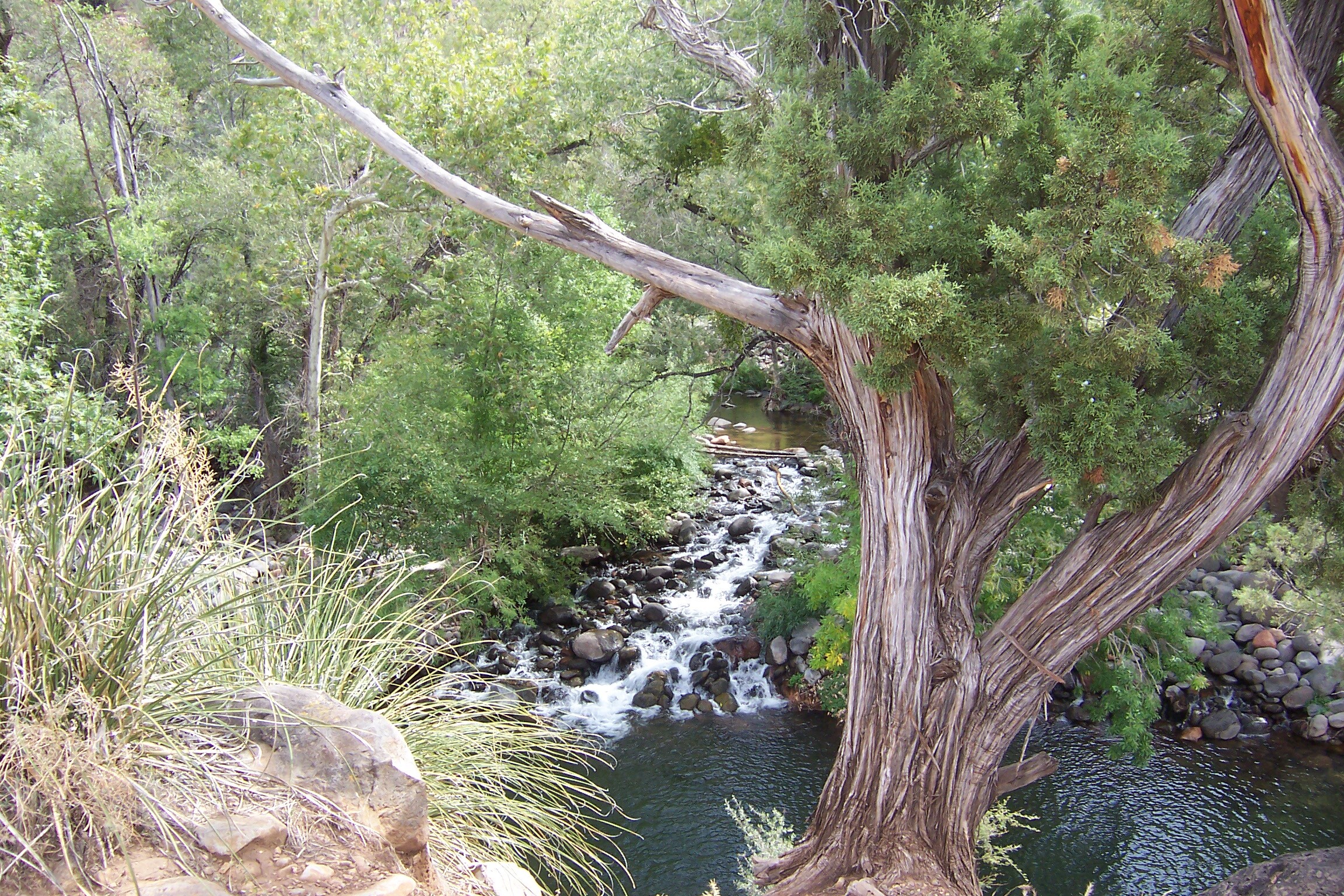 A twisted juniper trunk in the foreground, cascade visible through the branches