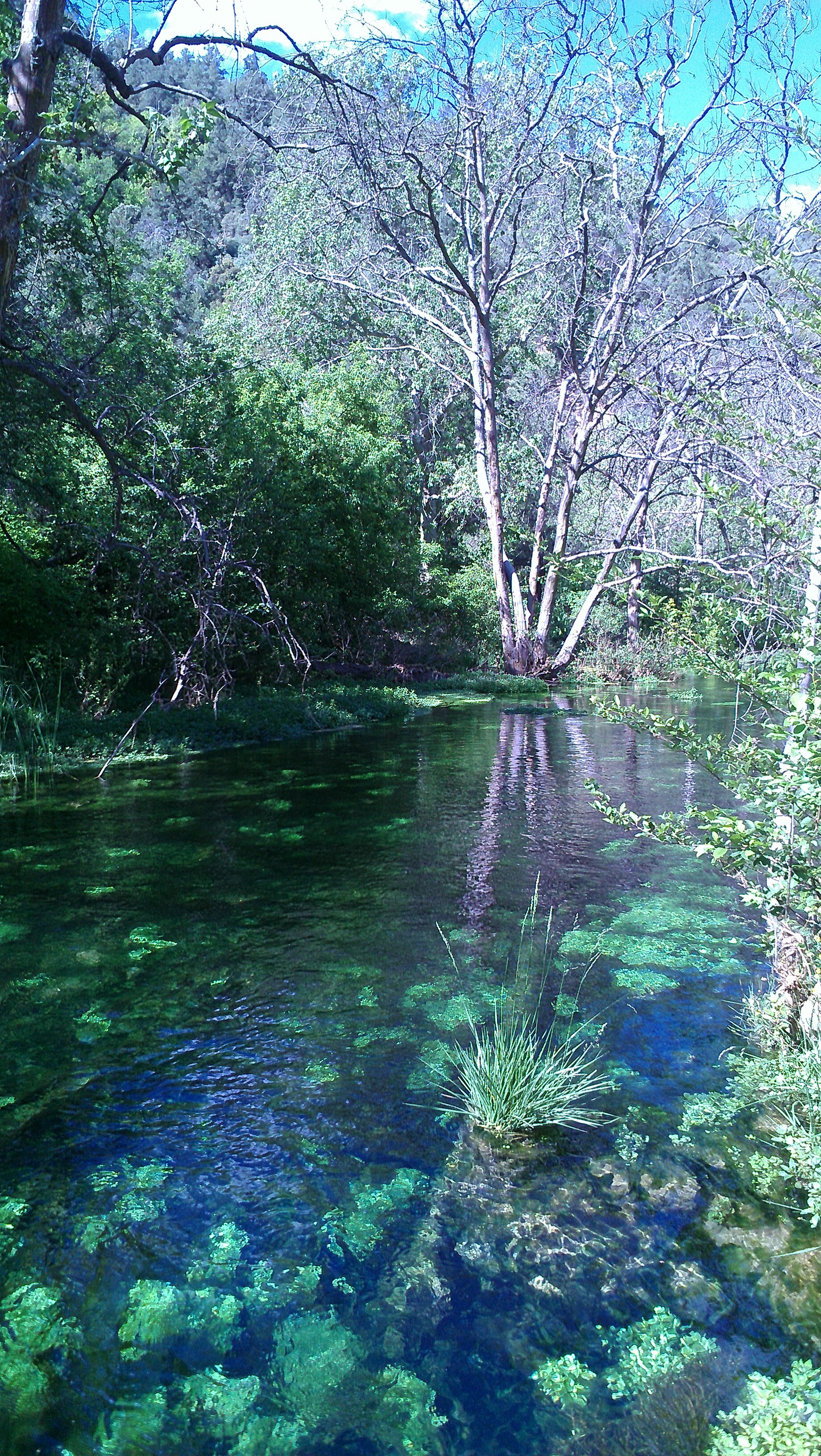 Crystal-clear emerald water with submerged greenery and rocks visible through the surface, a small grass clump in the middle