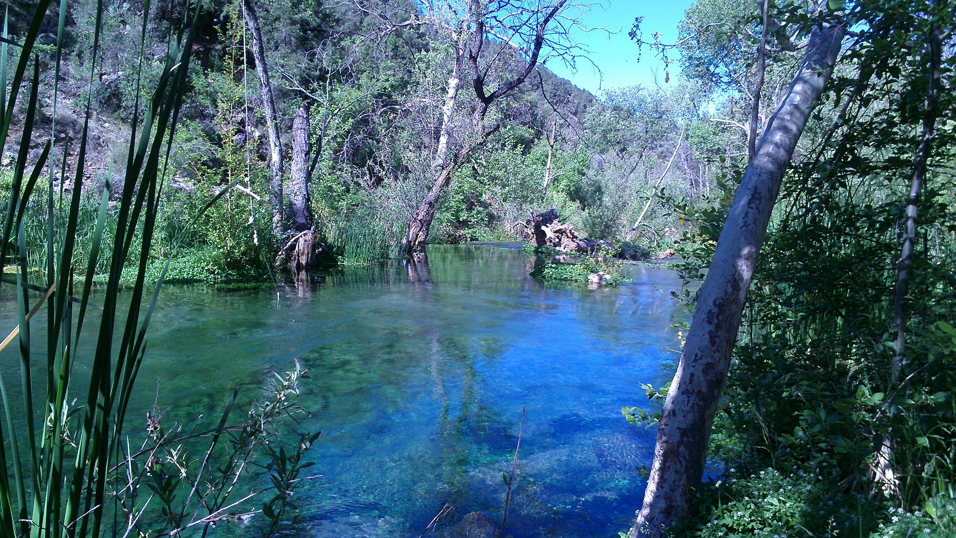 A quiet emerald pool surrounded by trees, reflections on still water