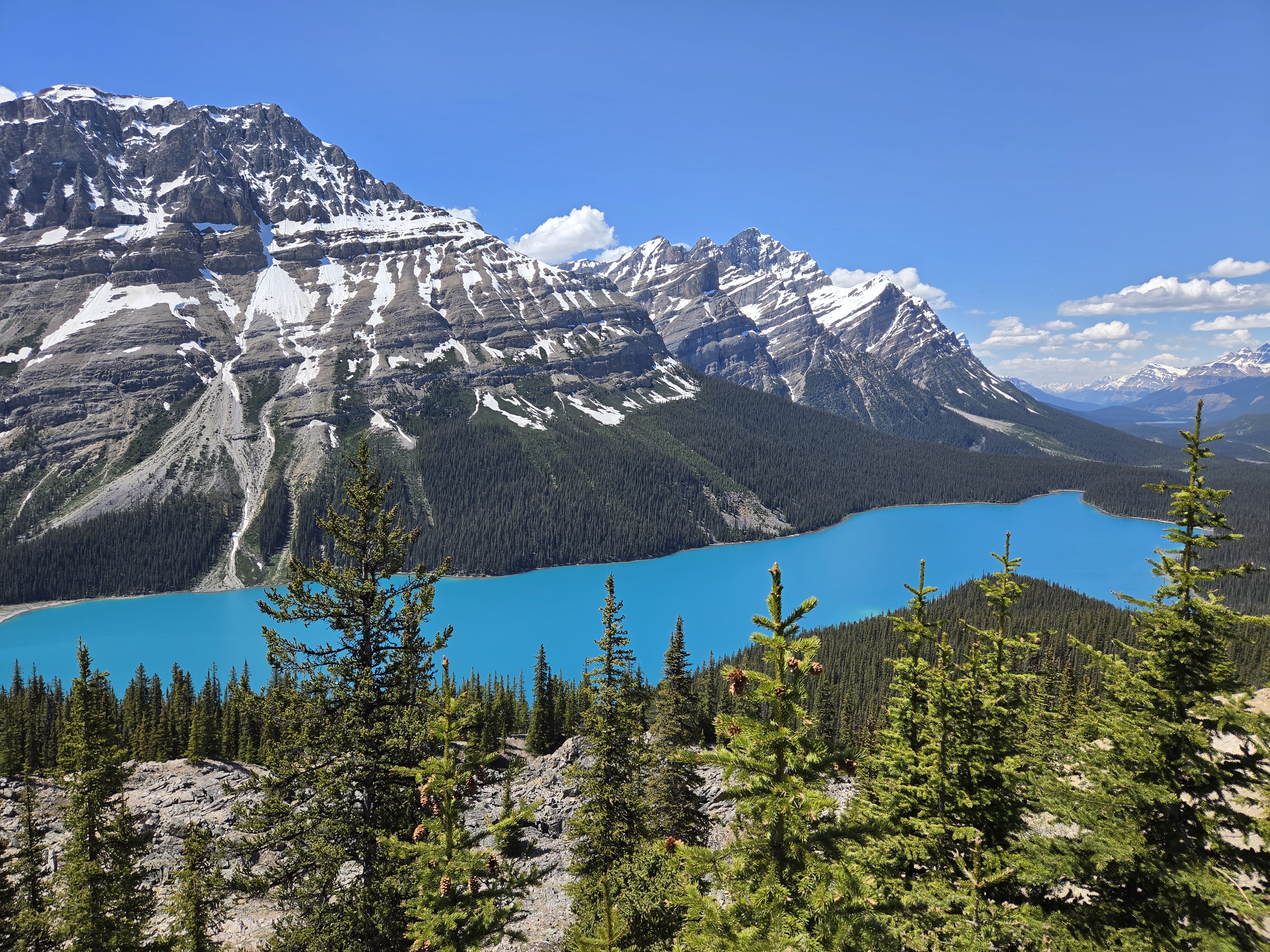Peyto Lake from the overlook โ a turquoise glacial lake below, framed by snow-streaked peaks and dark green forest, with spruce trees in the foreground