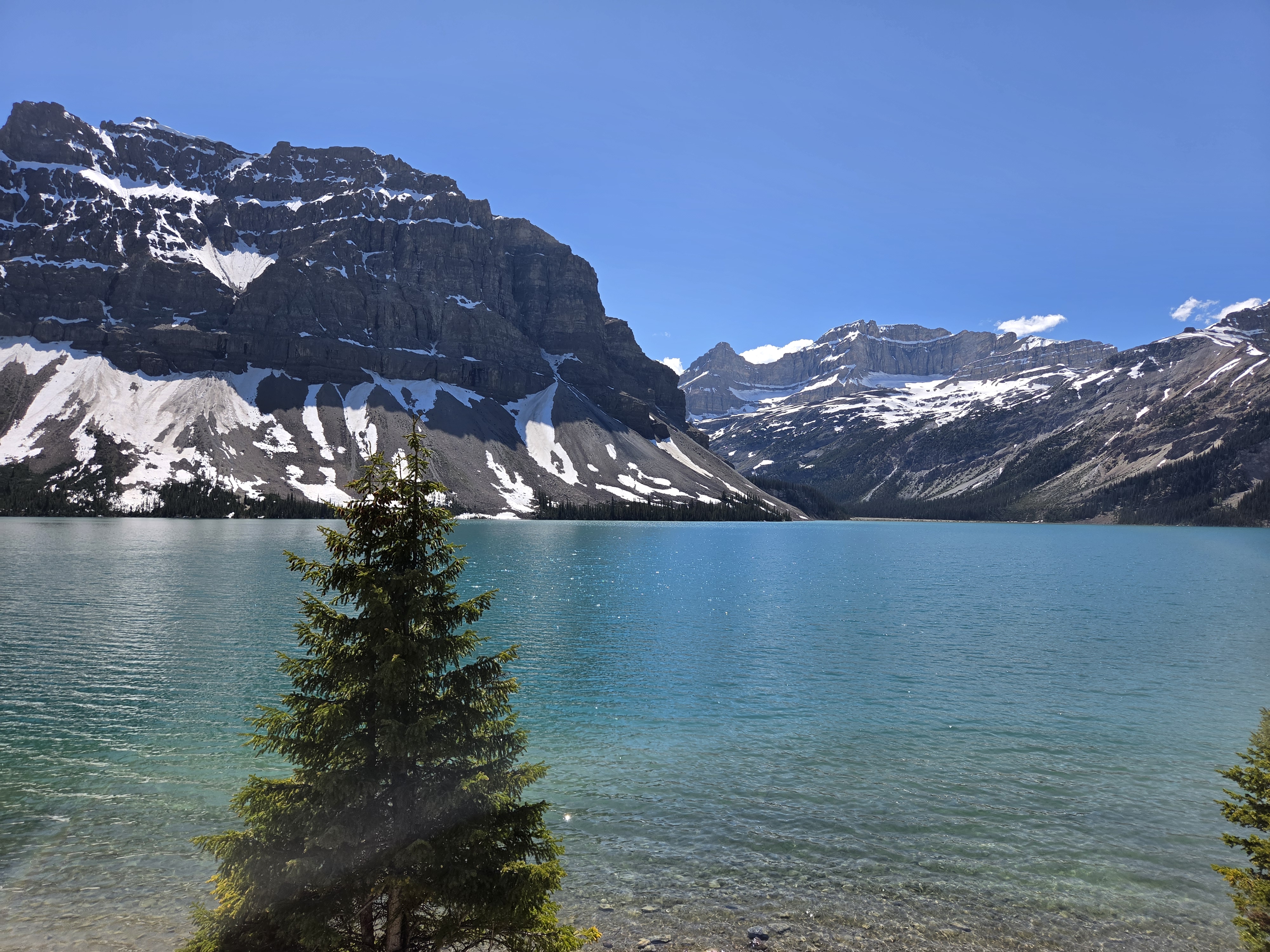Bow Lake โ calm water reflecting the sky, a low forested shore, and snow-capped peaks behind, with a single spruce in the foreground