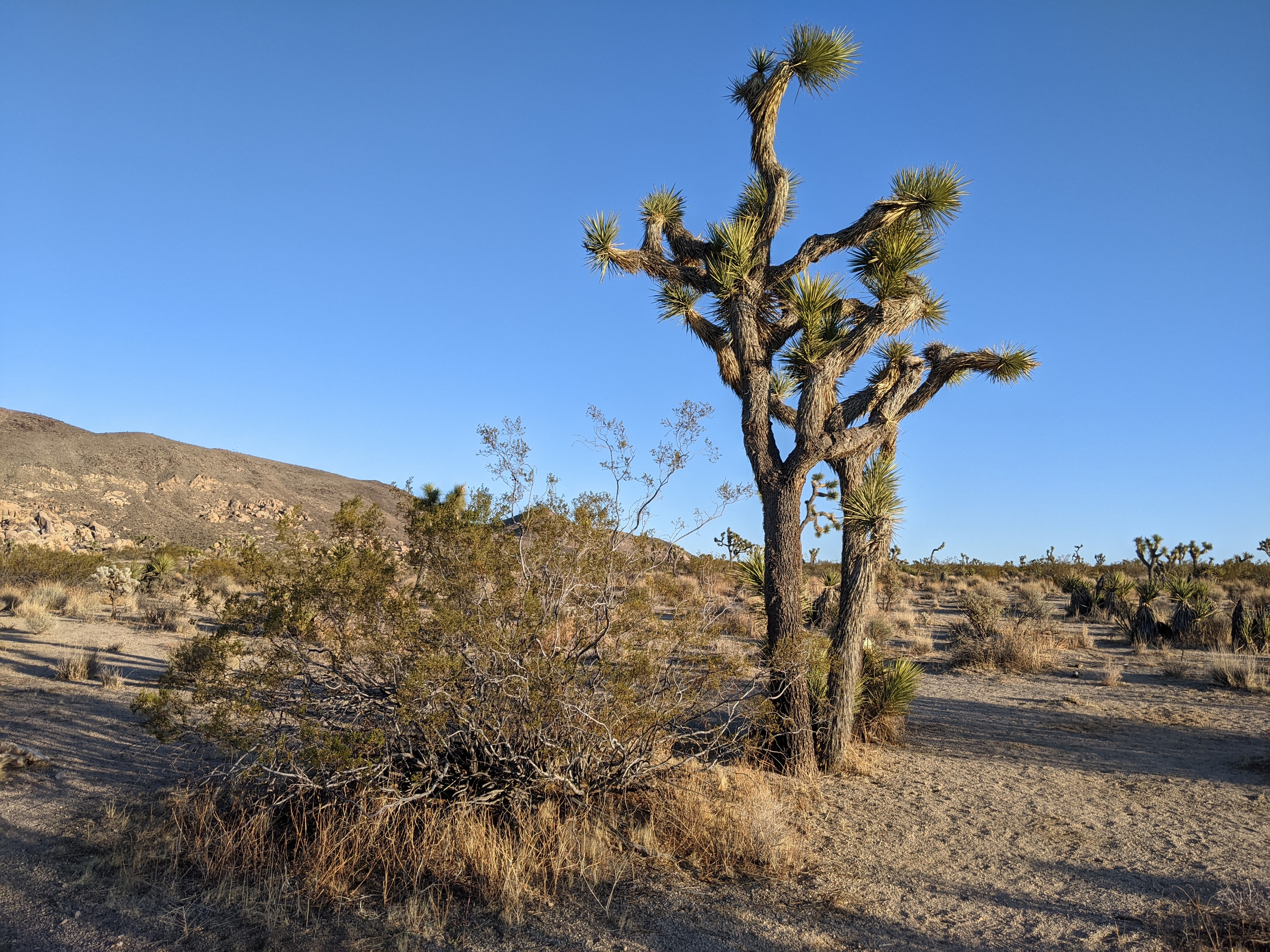 Short trips: Joshua Tree National Park