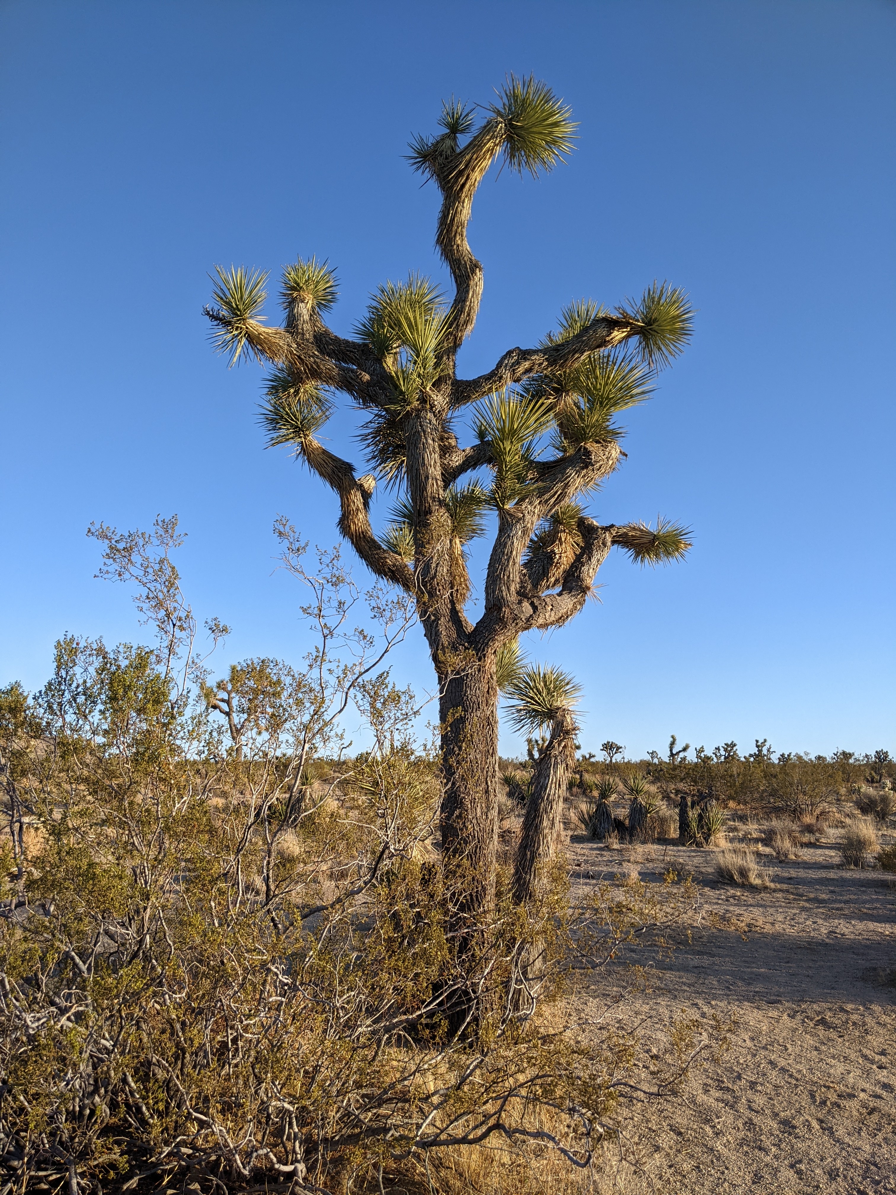Late golden hour at Joshua Tree, the desert taking on warmer tones