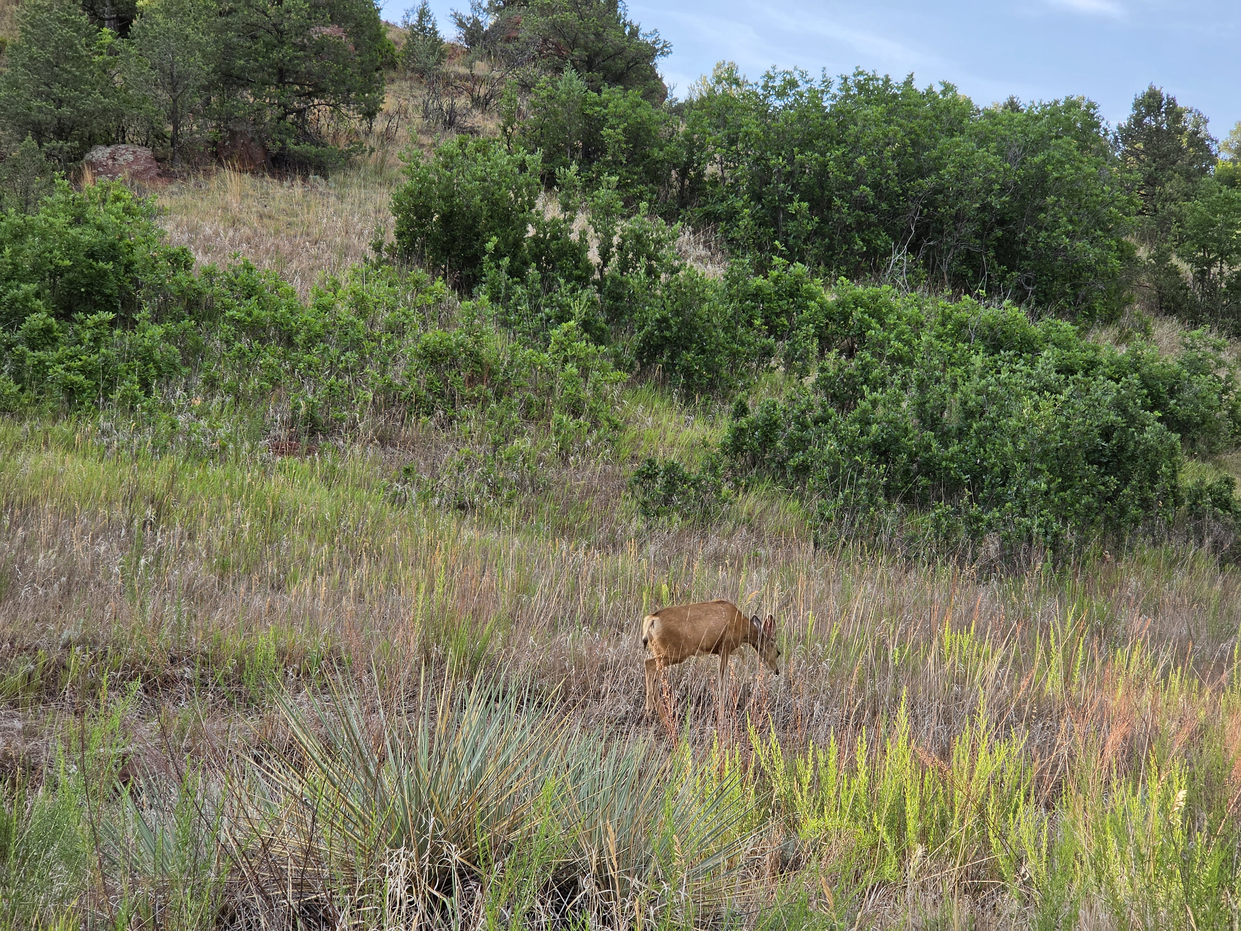 A deer grazing in the tall grass among the scrub