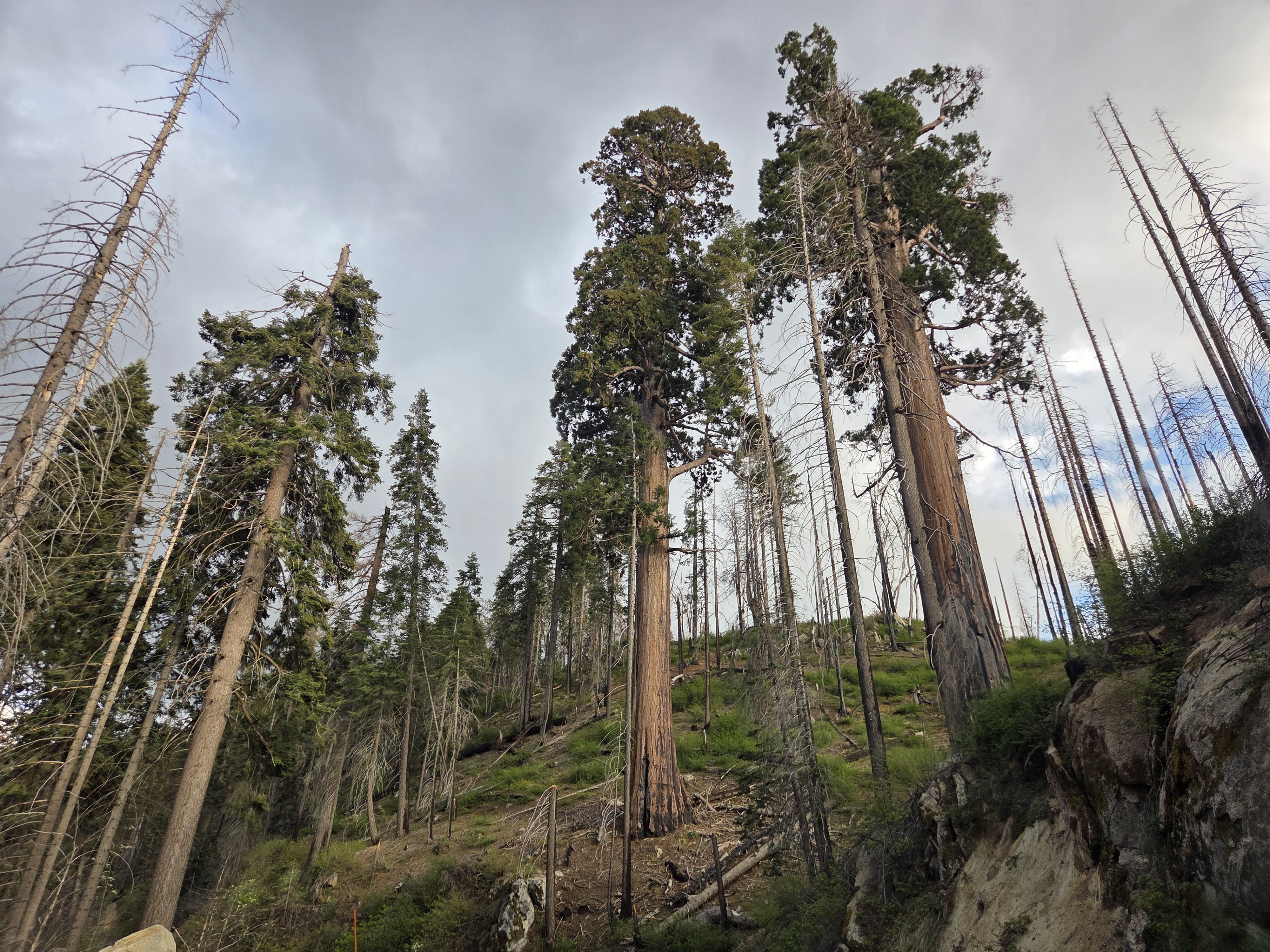 Tall sequoias on a hillside with surrounding pines