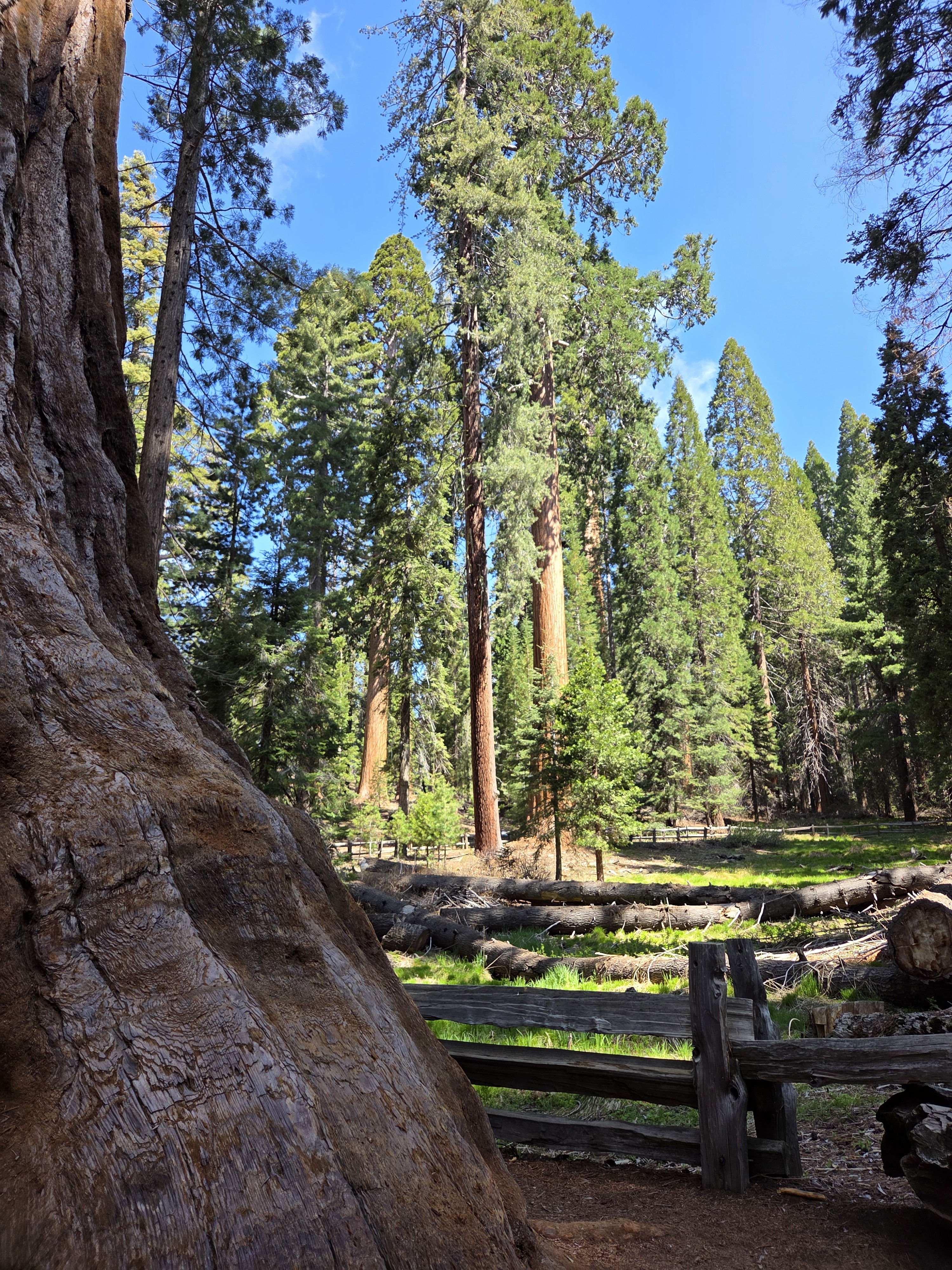 A fallen giant sequoia trunk in the foreground, living sequoias rising into a clear blue sky behind