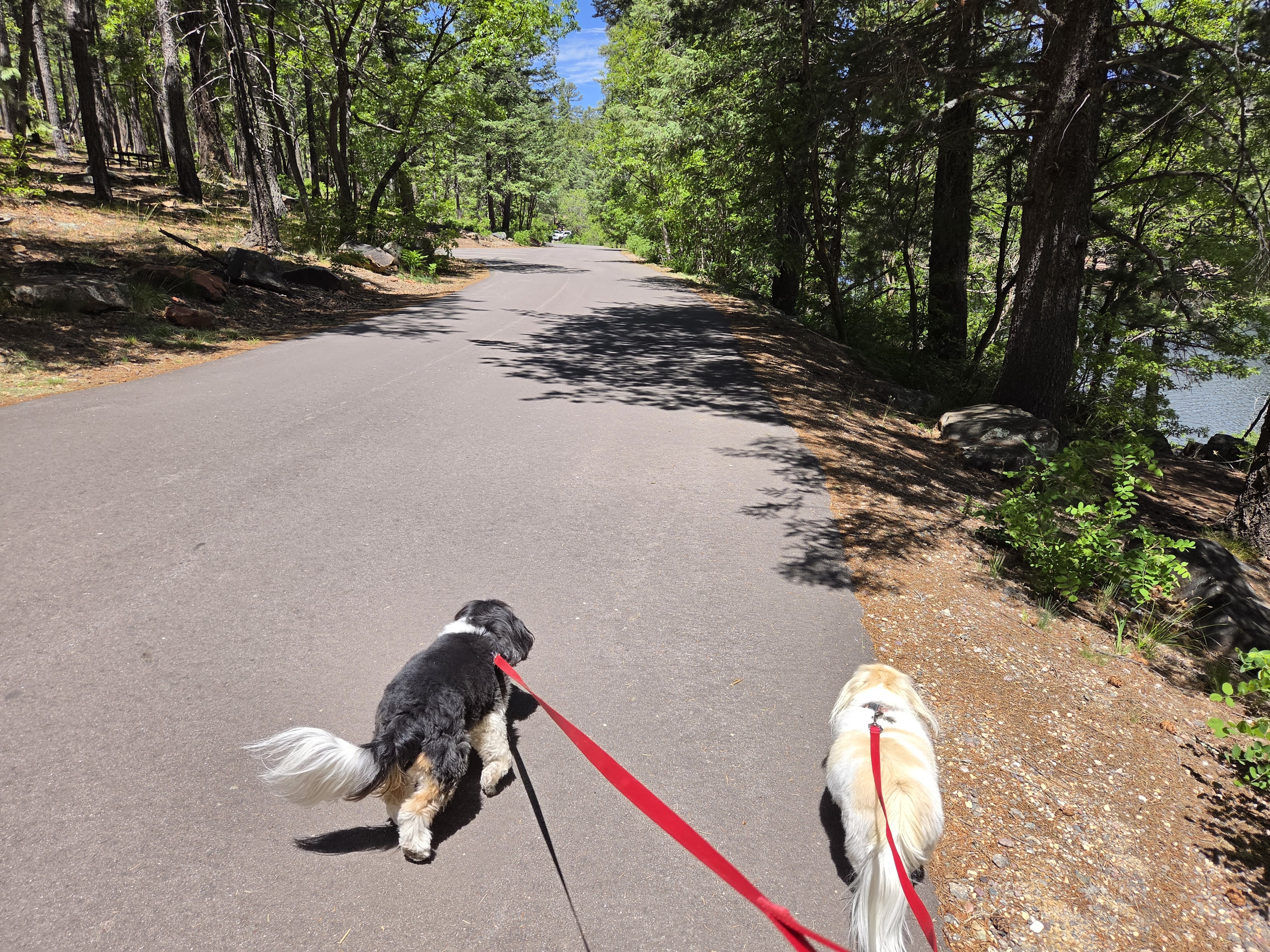 Two dogs trotting up the paved shoreline path on red leashes, tails up, pines on both sides