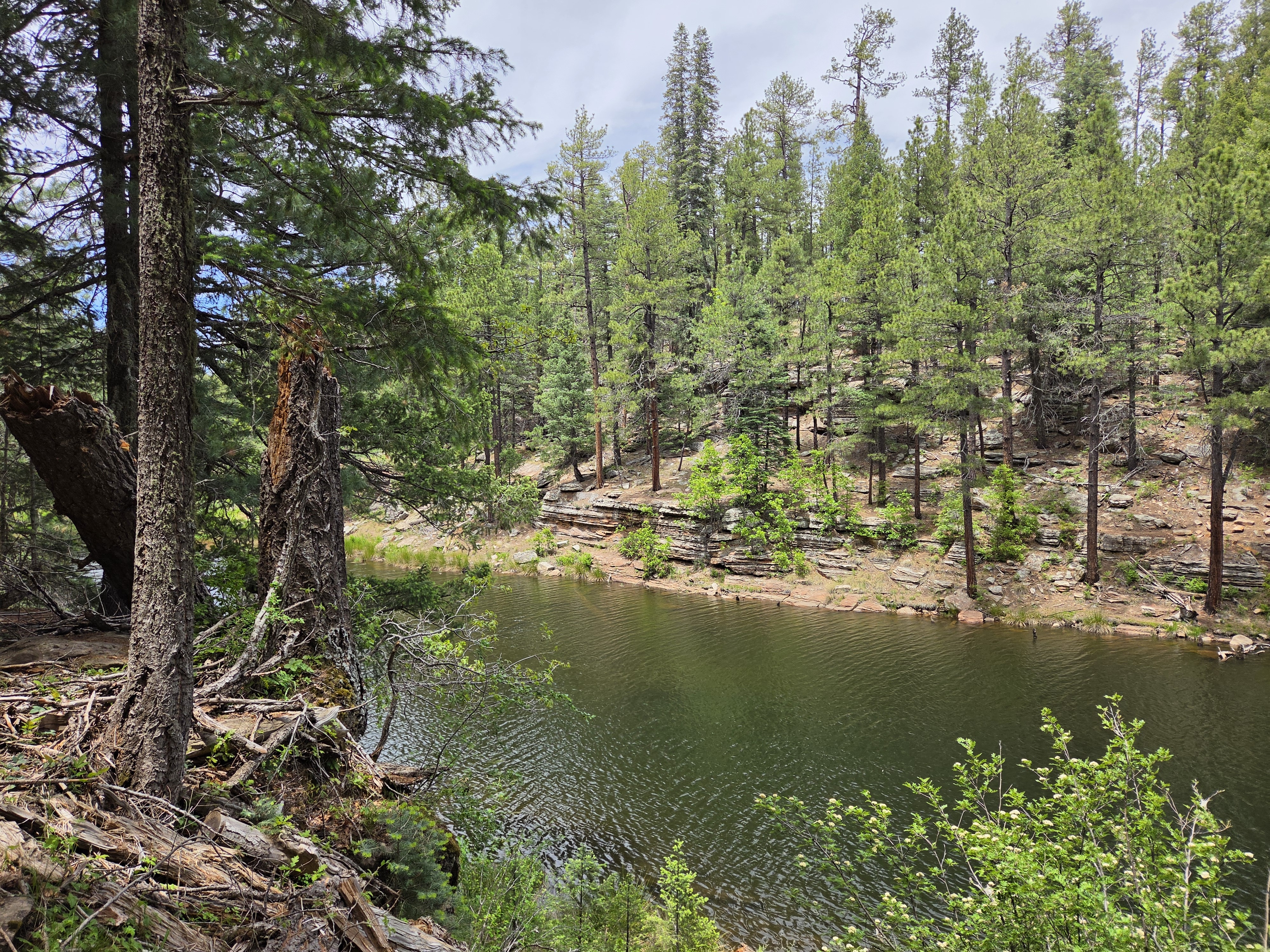 A quiet pine-lined inlet of the lake, greener water, soft overcast light