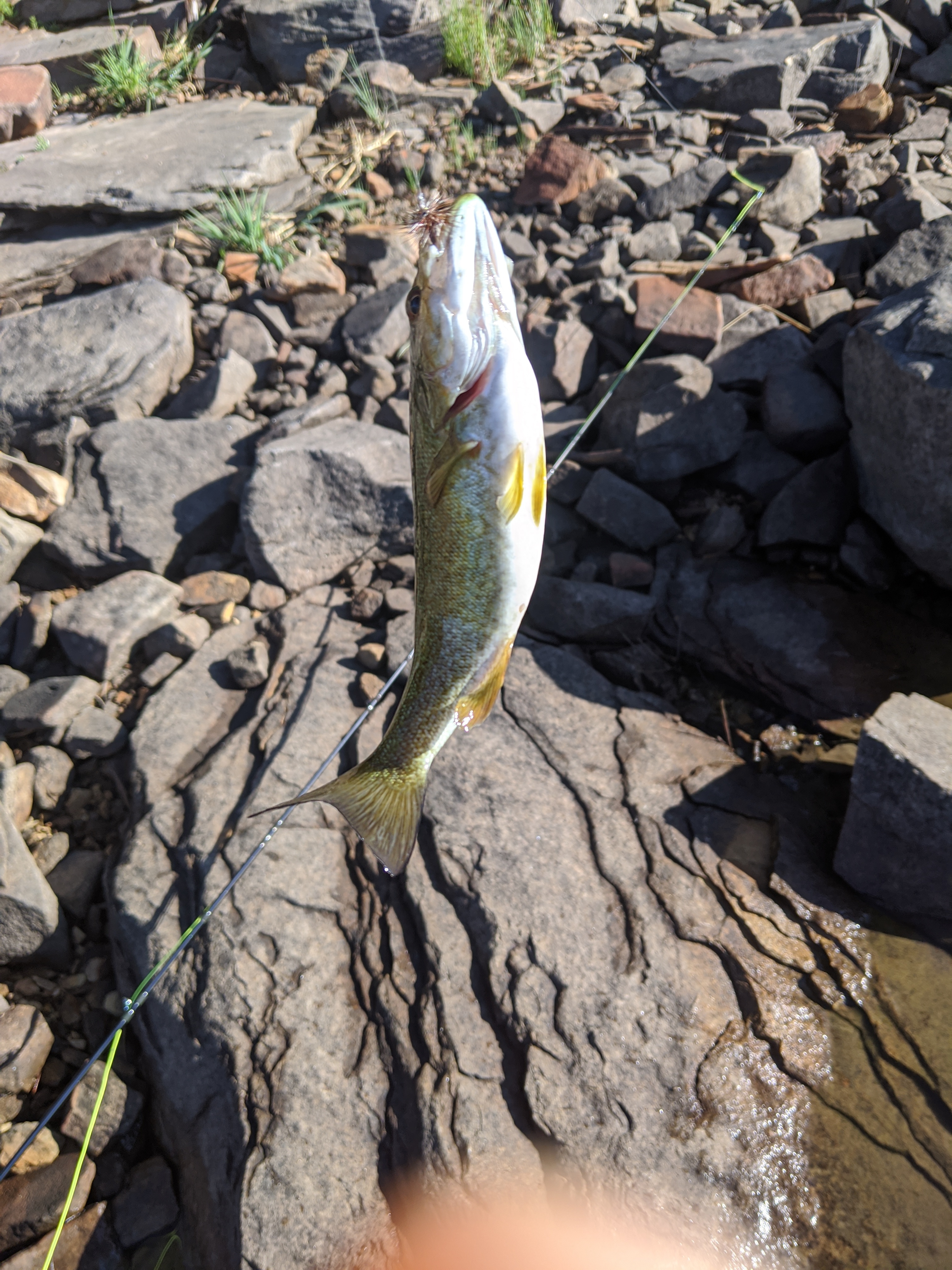 A fish on the line at the lake’s edge, caught on a fly