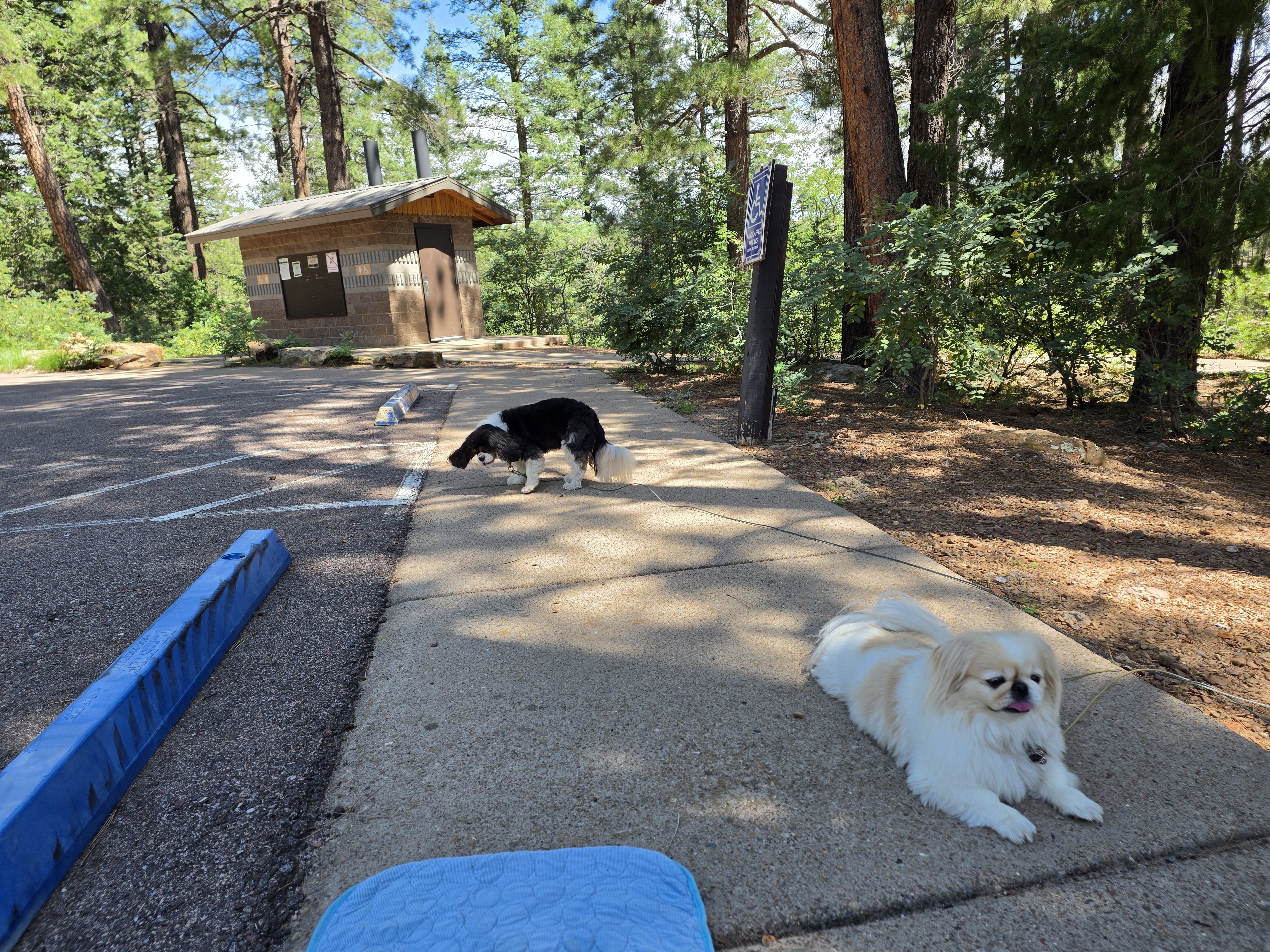 The white dog sprawled on the shady sidewalk, the black-and-white one sniffing around behind her