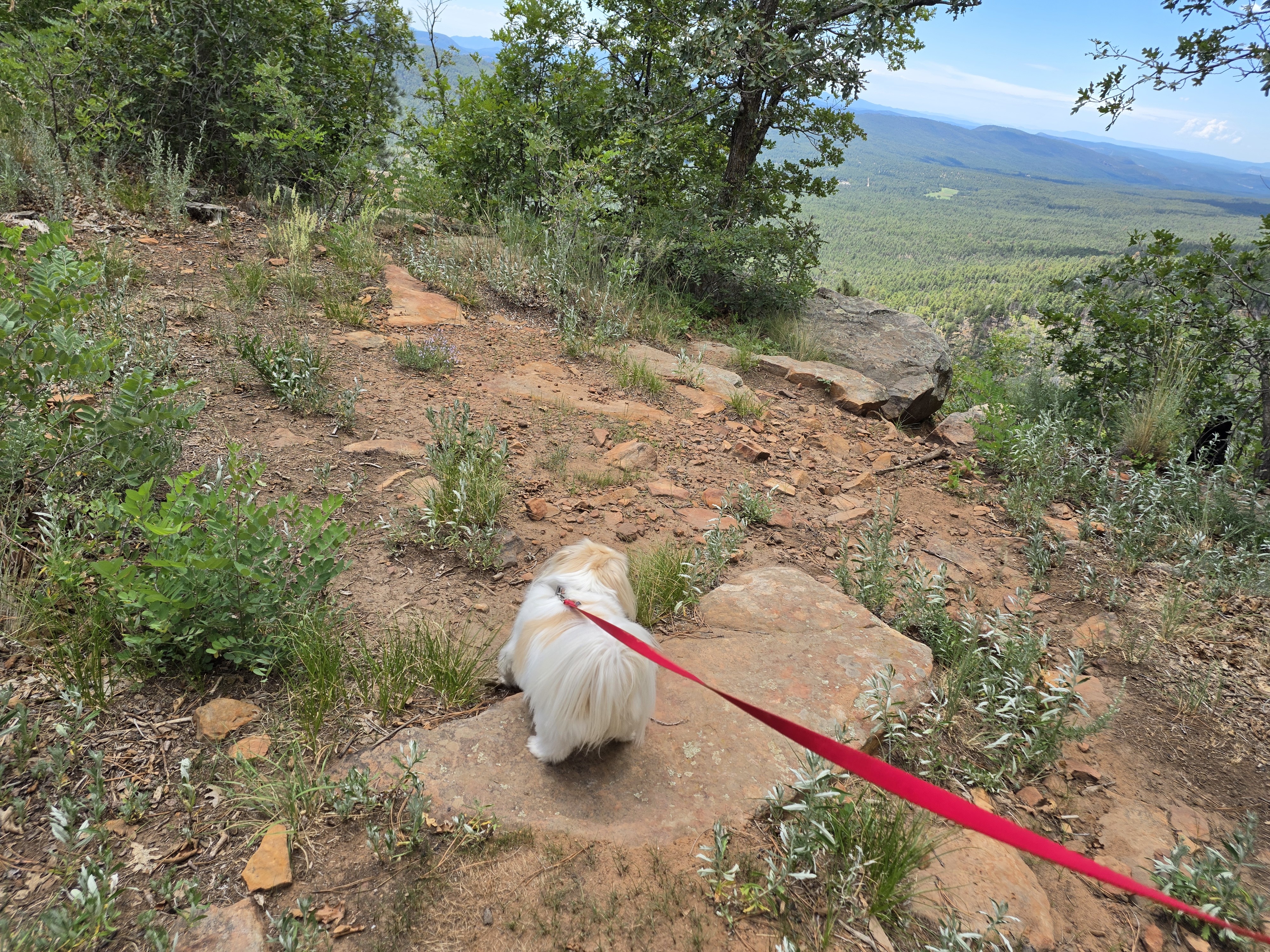 The white dog on a red leash leading down a rocky path toward the edge, the forest dropping away below