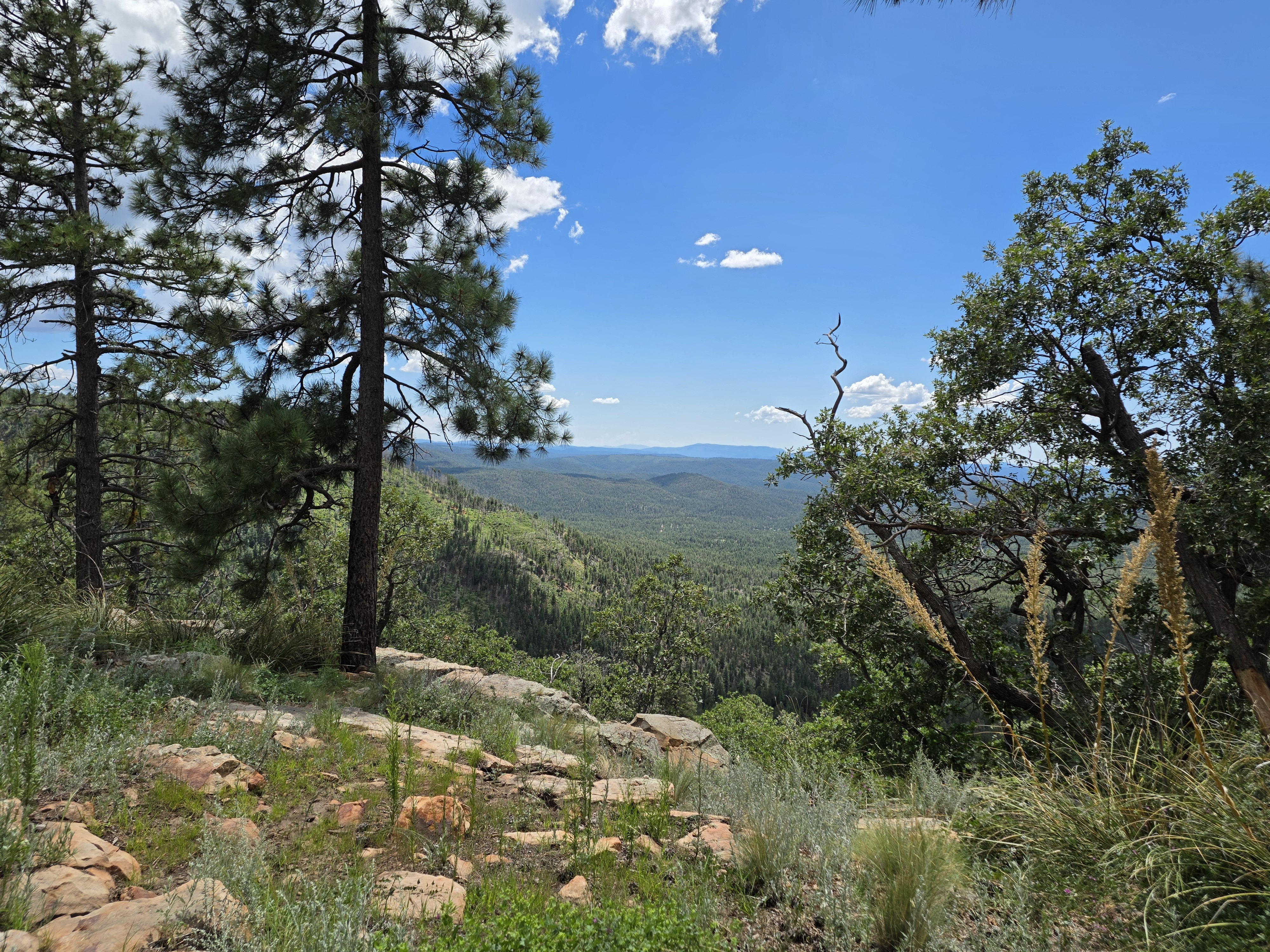 Ponderosas framing the view off the edge of the Rim, rolling forested hills fading blue into the distance