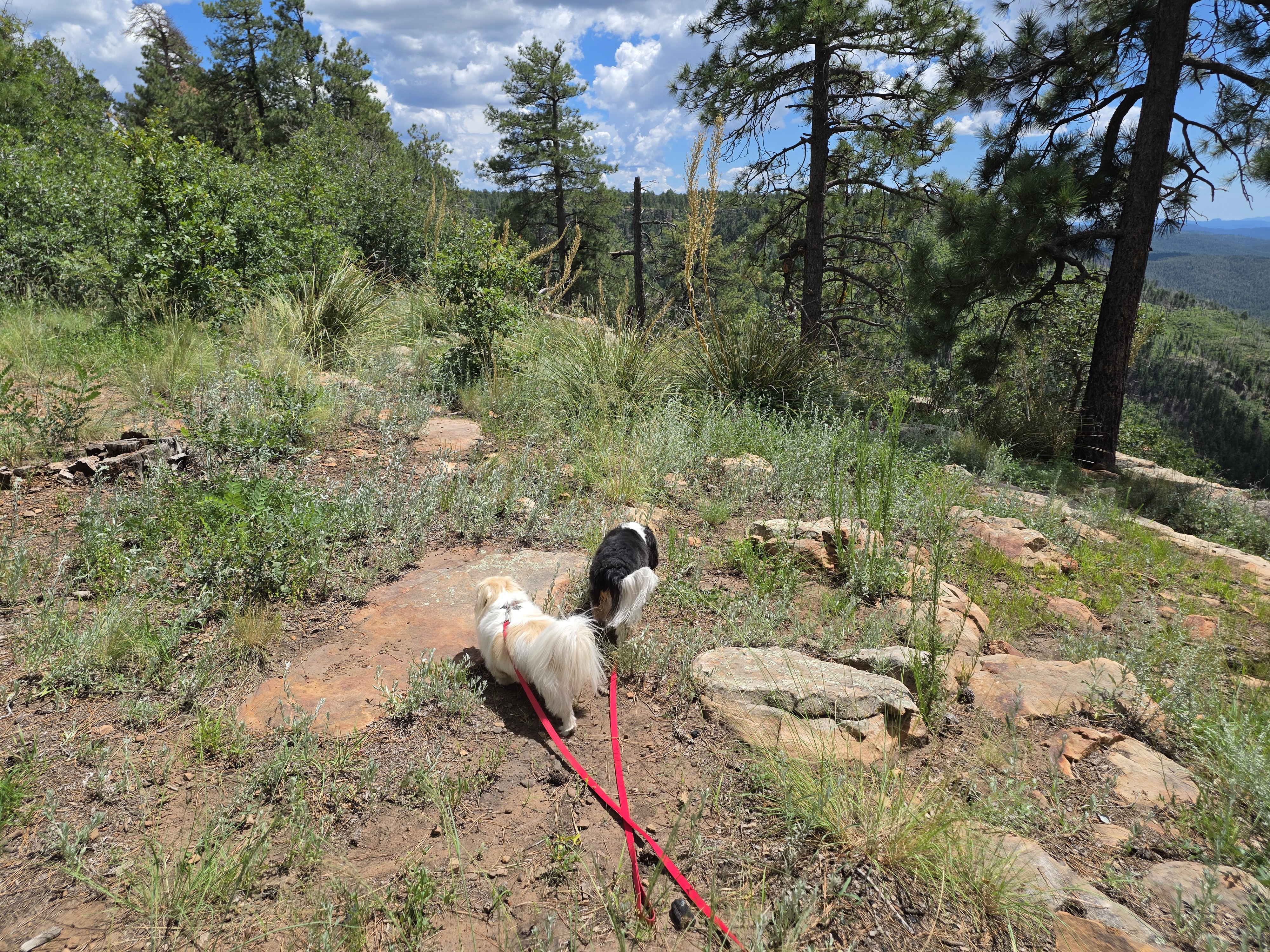 Both dogs on red leashes sniffing along the rocky outcrop at the edge of the Rim